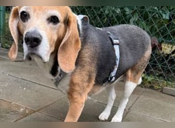 MIMI - die liebe Seniorin träumt von einem liebevollen Für-Immer Zuhause!