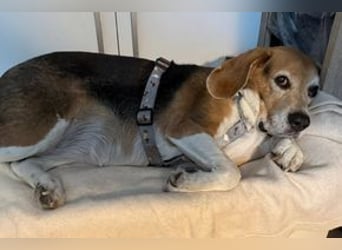 MIMI - die liebe Seniorin träumt von einem liebevollen Für-Immer Zuhause!