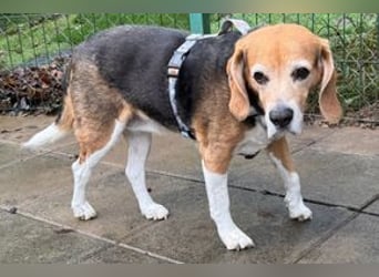 MIMI - die liebe Seniorin träumt von einem liebevollen Für-Immer Zuhause!