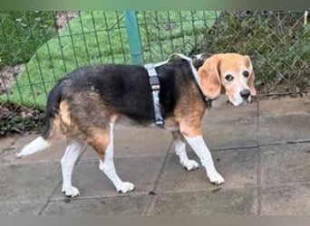 MIMI - die liebe Seniorin träumt von einem liebevollen Für-Immer Zuhause!