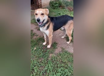 Mizuki freundliche ruhige Beagle-Schäferhund Mix Hündin