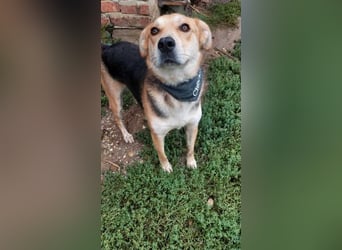 Mizuki freundliche ruhige Beagle-Schäferhund Mix Hündin