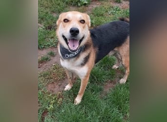 Mizuki freundliche ruhige Beagle-Schäferhund Mix Hündin