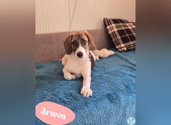 Arwen - fröhlicher Wirbelwind