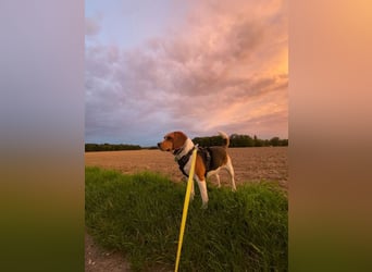 ♥PIPPO♥ verliert sein Zuhause in Leverkusen -verschmuster, sehr menschenbezogener, sanfter Rüde 40cm