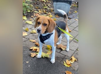 ♥PIPPO♥ verliert sein Zuhause in Leverkusen -verschmuster, sehr menschenbezogener, sanfter Rüde 40cm