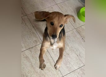 ♥LILLI♥ süße, kleine, total liebe und verschmuste Beagle-Mix-Junghündin 35 cm