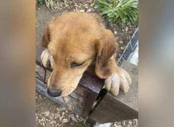 ♥LILLI♥ süße, kleine, total liebe und verschmuste Beagle-Mix-Junghündin 35 cm