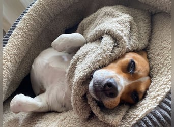 ♥PIPPO♥ verliert sein Zuhause in Leverkusen -verschmuster, sehr menschenbezogener, sanfter Rüde 40cm