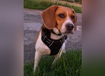 ♥PIPPO♥ verliert sein Zuhause in Leverkusen -verschmuster, sehr menschenbezogener, sanfter Rüde 40cm