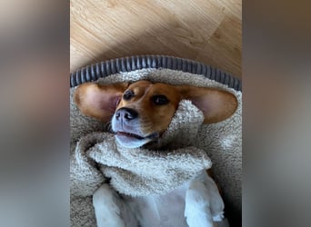 ♥PIPPO♥ verliert sein Zuhause in Leverkusen -verschmuster, sehr menschenbezogener, sanfter Rüde 40cm