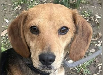 ♥LILLI♥ süße, kleine, total liebe und verschmuste Beagle-Mix-Junghündin 35 cm
