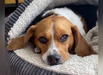 ♥PIPPO♥ verliert sein Zuhause in Leverkusen -verschmuster, sehr menschenbezogener, sanfter Rüde 40cm