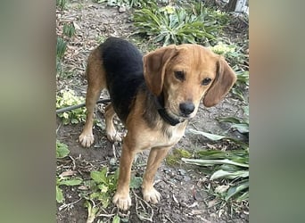 ♥LILLI♥ süße, kleine, total liebe und verschmuste Beagle-Mix-Junghündin 35 cm