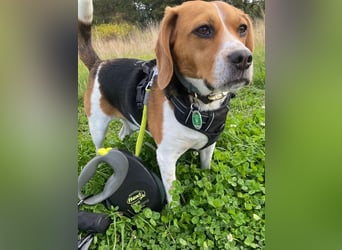 ♥PIPPO♥ verliert sein Zuhause in Leverkusen -verschmuster, sehr menschenbezogener, sanfter Rüde 40cm