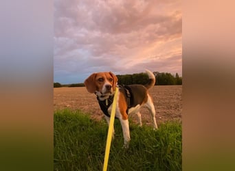 ♥PIPPO♥ verliert sein Zuhause in Leverkusen -verschmuster, sehr menschenbezogener, sanfter Rüde 40cm