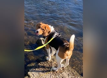 ♥PIPPO♥ verliert sein Zuhause in Leverkusen -verschmuster, sehr menschenbezogener, sanfter Rüde 40cm