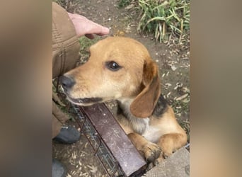 ♥LILLI♥ süße, kleine, total liebe und verschmuste Beagle-Mix-Junghündin 35 cm