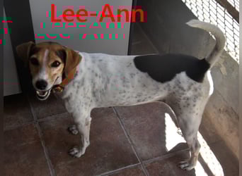 Lee-Ann geb. 05/2023 (ESP) - feinfühlige, ruhige und süße Beagle-Mix Hündin!