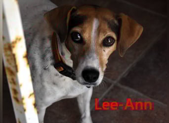 Lee-Ann geb. 05/2023 (ESP) - feinfühlige, ruhige und süße Beagle-Mix Hündin!