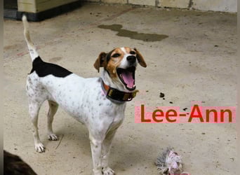 Lee-Ann geb. 05/2023 (ESP) - feinfühlige, ruhige und süße Beagle-Mix Hündin!