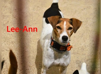Lee-Ann geb. 05/2023 (ESP) - feinfühlige, ruhige und süße Beagle-Mix Hündin!