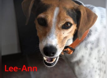 Lee-Ann geb. 05/2023 (ESP) - feinfühlige, ruhige und süße Beagle-Mix Hündin!