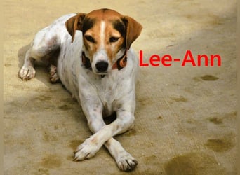Lee-Ann geb. 05/2023 (ESP) - feinfühlige, ruhige und süße Beagle-Mix Hündin!