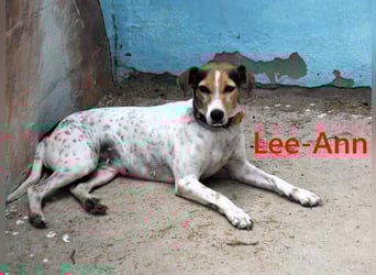 Lee-Ann geb. 05/2023 (ESP) - feinfühlige, ruhige und süße Beagle-Mix Hündin!