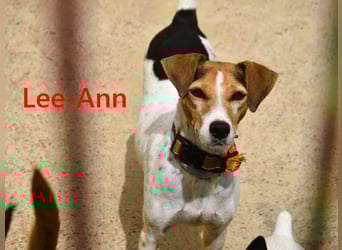 Lee-Ann geb. 05/2023 (ESP) - feinfühlige, ruhige und süße Beagle-Mix Hündin!