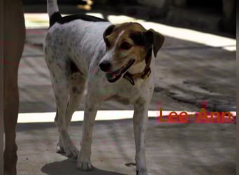 Lee-Ann geb. 05/2023 (ESP) - feinfühlige, ruhige und süße Beagle-Mix Hündin!