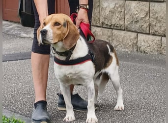 Rex sucht seine Familie!