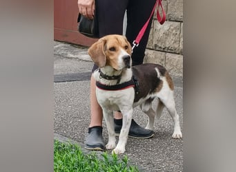 Rex sucht seine Familie!