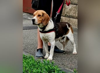 Rex sucht seine Familie!