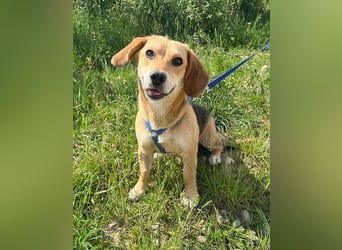 Beagle-Mix Fanny 32 cm geb. 12/2024 sucht eine liebe Familie