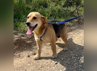 Beagle-Mix Fanny 32 cm geb. 12/2024 sucht eine liebe Familie