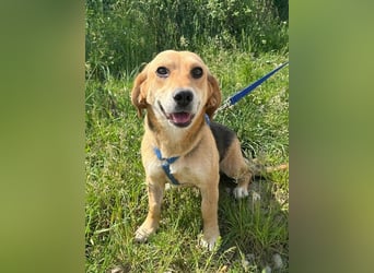 Beagle-Mix Fanny 32 cm geb. 12/2024 sucht eine liebe Familie