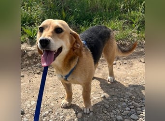 Beagle-Mix Fanny 32 cm geb. 12/2024 sucht eine liebe Familie