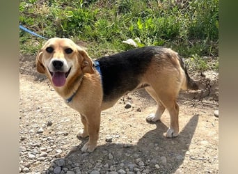 Beagle-Mix Fanny 32 cm geb. 12/2024 sucht eine liebe Familie