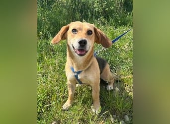 Beagle-Mix Fanny 32 cm geb. 12/2024 sucht eine liebe Familie