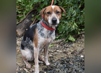 Lilu - dem engen Zwinger entkommen!