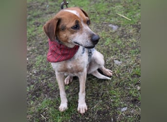 Lilu - dem engen Zwinger entkommen!