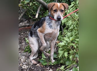 Lilu - dem engen Zwinger entkommen!