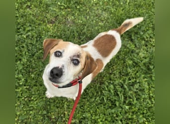 Miro - rüstiger Senior