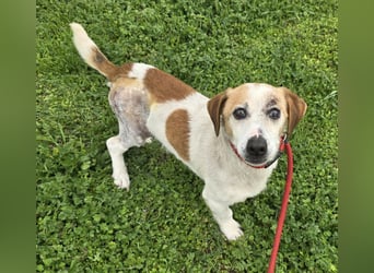 Miro - rüstiger Senior