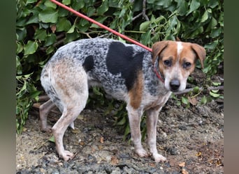 Lilu - dem engen Zwinger entkommen!