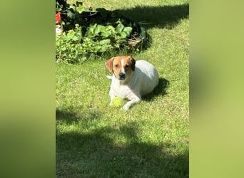 Levi auf der Suche nach einem Zuhause, diesmal für immer!