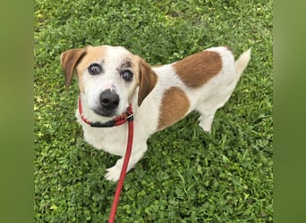 Miro - rüstiger Senior