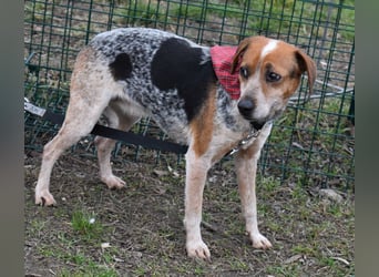 Lilu - dem engen Zwinger entkommen!