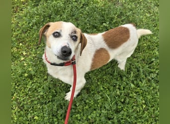 Miro - rüstiger Senior